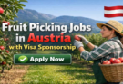 Fruit Picking Jobs in Australia 2026 – Visa Sponsorship